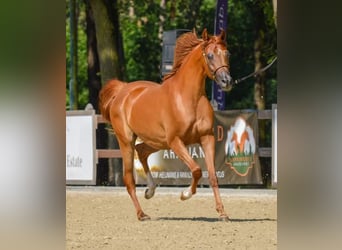 Purosangue arabo, Giumenta, 5 Anni, 155 cm, Baio