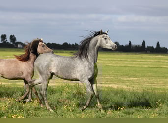 Purosangue arabo, Giumenta, 5 Anni, 155 cm, Grigio