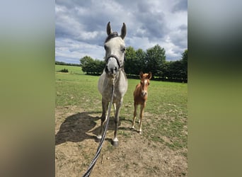 Purosangue arabo, Giumenta, 5 Anni, 155 cm, Leardo