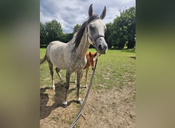 Purosangue arabo, Giumenta, 5 Anni, 155 cm, Leardo