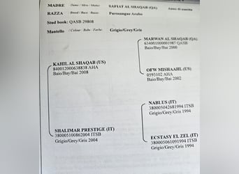 Purosangue arabo, Giumenta, 5 Anni, 155 cm, Leardo