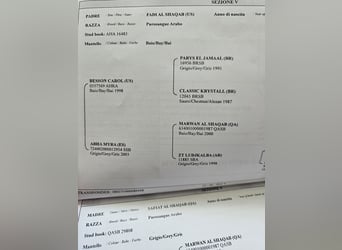Purosangue arabo, Giumenta, 5 Anni, 155 cm, Leardo
