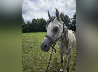 Purosangue arabo, Giumenta, 5 Anni, 155 cm, Leardo