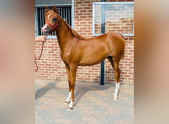 Purosangue arabo, Giumenta, 5 Anni, 157 cm, Sauro