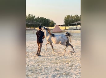 Purosangue arabo, Giumenta, 5 Anni, Grigio