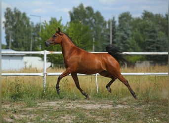 Purosangue arabo, Giumenta, 6 Anni, 152 cm, Baio