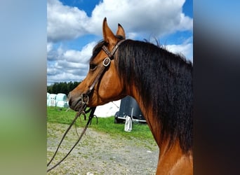 Purosangue arabo, Giumenta, 6 Anni, 152 cm, Baio