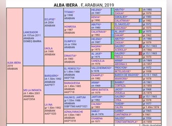 Purosangue arabo, Giumenta, 6 Anni, 152 cm, Sauro