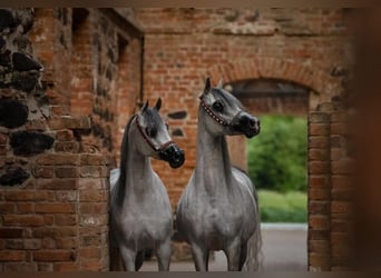 Purosangue arabo, Giumenta, 6 Anni, 153 cm, Grigio pezzato