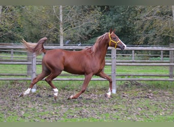 Purosangue arabo, Giumenta, 6 Anni, 153 cm, Sauro