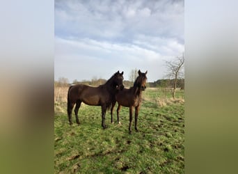 Purosangue arabo, Giumenta, 6 Anni, 154 cm, Baio ciliegia