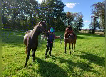 Purosangue arabo, Giumenta, 6 Anni, 154 cm, Baio ciliegia