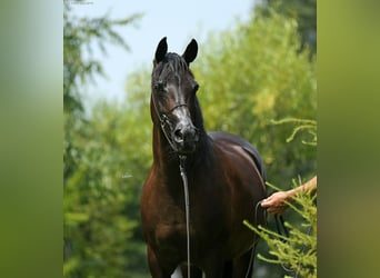 Purosangue arabo, Giumenta, 6 Anni, 154 cm, Baio ciliegia
