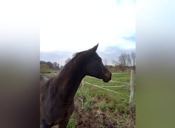 Purosangue arabo, Giumenta, 6 Anni, 154 cm, Baio ciliegia