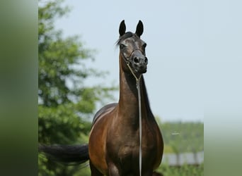 Purosangue arabo, Giumenta, 6 Anni, 154 cm, Baio ciliegia