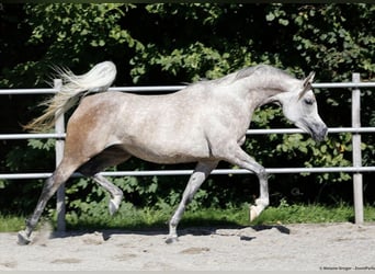 Purosangue arabo, Giumenta, 6 Anni, 155 cm, Grigio