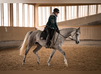 Purosangue arabo, Giumenta, 6 Anni, 155 cm, Grigio