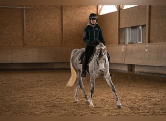 Purosangue arabo, Giumenta, 6 Anni, 155 cm, Grigio