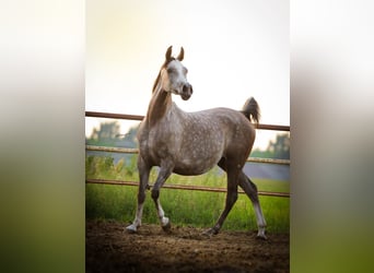 Purosangue arabo, Giumenta, 6 Anni, 155 cm, Grigio