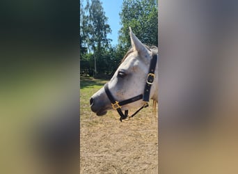 Purosangue arabo, Giumenta, 6 Anni, Grigio