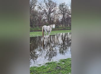 Purosangue arabo, Giumenta, 6 Anni, Grigio