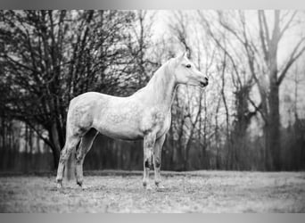 Purosangue arabo, Giumenta, 7 Anni, 147 cm, Grigio