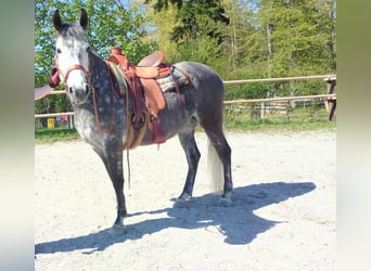 Purosangue arabo Mix, Giumenta, 7 Anni, 150 cm, Grigio pezzato