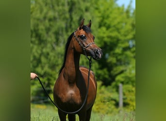 Purosangue arabo, Giumenta, 7 Anni, 151 cm, Baio