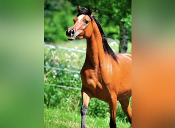 Purosangue arabo, Giumenta, 7 Anni, 151 cm, Baio