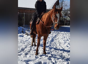 Purosangue arabo, Giumenta, 7 Anni, 152 cm