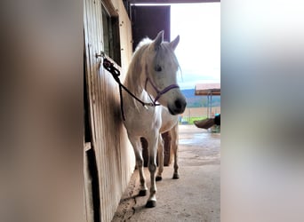 Purosangue arabo, Giumenta, 7 Anni, 154 cm, Grigio trotinato