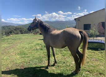 Purosangue arabo, Giumenta, 7 Anni, 160 cm, Grigio
