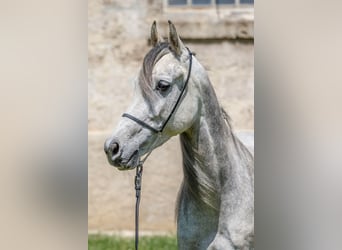 Purosangue arabo, Giumenta, 8 Anni, 151 cm, Grigio