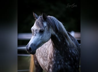 Purosangue arabo, Giumenta, 8 Anni, 152 cm