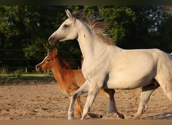 Purosangue arabo, Giumenta, 8 Anni, 153 cm, Leardo