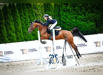 Purosangue arabo, Giumenta, 8 Anni, 155 cm, Baio