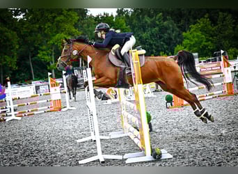 Purosangue arabo, Giumenta, 8 Anni, 155 cm, Baio