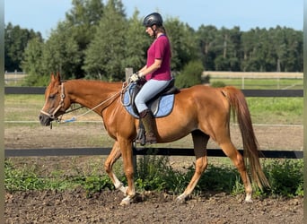 Purosangue arabo, Giumenta, 8 Anni, 155 cm, Sauro