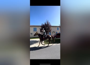 Purosangue arabo, Giumenta, 8 Anni, 157 cm, Sauro scuro
