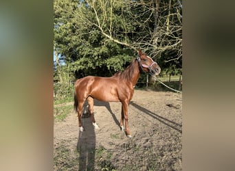 Purosangue arabo, Giumenta, 8 Anni, 157 cm, Sauro scuro