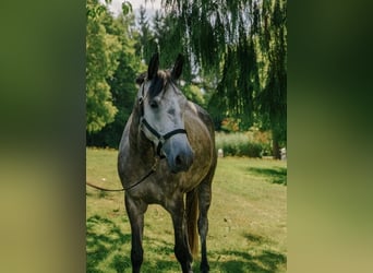 Purosangue arabo, Giumenta, 8 Anni, 160 cm, Grigio pezzato
