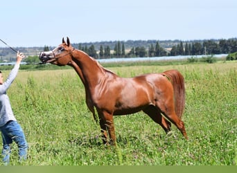 Purosangue arabo, Giumenta, 8 Anni, Sauro ciliegia