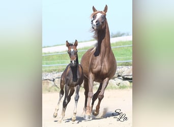 Purosangue arabo, Giumenta, 8 Anni, Sauro scuro