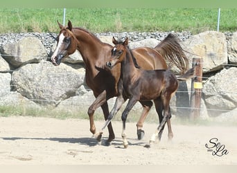 Purosangue arabo, Giumenta, 8 Anni, Sauro scuro