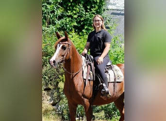 Purosangue arabo, Giumenta, 8 Anni, Sauro scuro