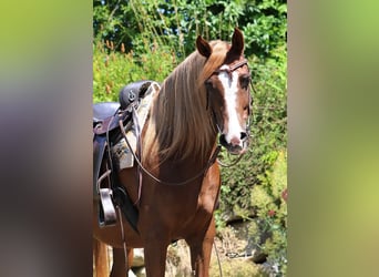 Purosangue arabo, Giumenta, 8 Anni, Sauro scuro
