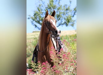 Purosangue arabo, Giumenta, 8 Anni, Sauro scuro