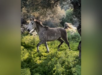 Purosangue arabo, Giumenta, 9 Anni, 144 cm, Grigio pezzato