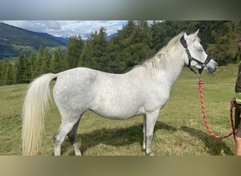 Purosangue arabo, Giumenta, 9 Anni, 148 cm, Grigio