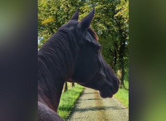 Purosangue arabo, Giumenta, 9 Anni, 149 cm, Rabicano